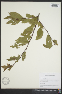 Prunus angustifolia image