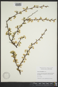 Prunus angustifolia image