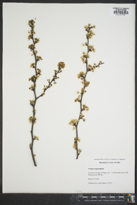 Prunus angustifolia image