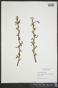 Prunus angustifolia image