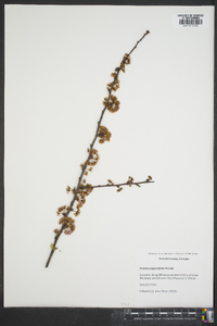 Prunus angustifolia image