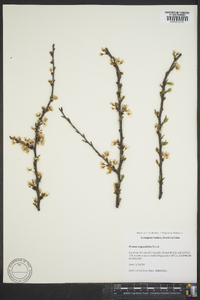 Prunus angustifolia image