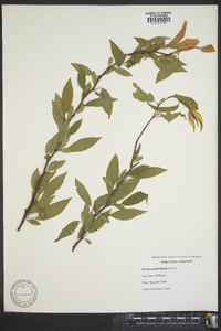 Prunus angustifolia image