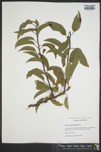 Prunus angustifolia image