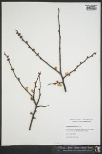 Prunus angustifolia image