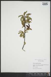 Prunus angustifolia image