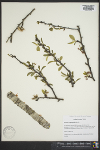 Prunus angustifolia image