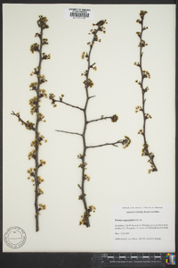 Prunus angustifolia image