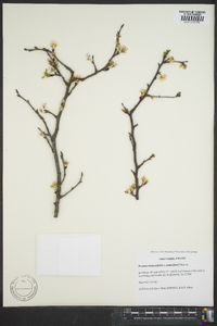 Prunus angustifolia image