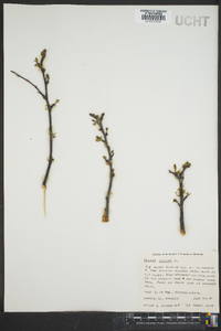 Prunus avium image