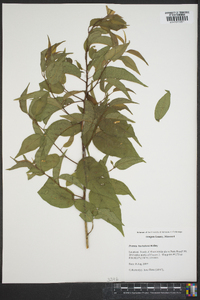 Prunus hortulana image