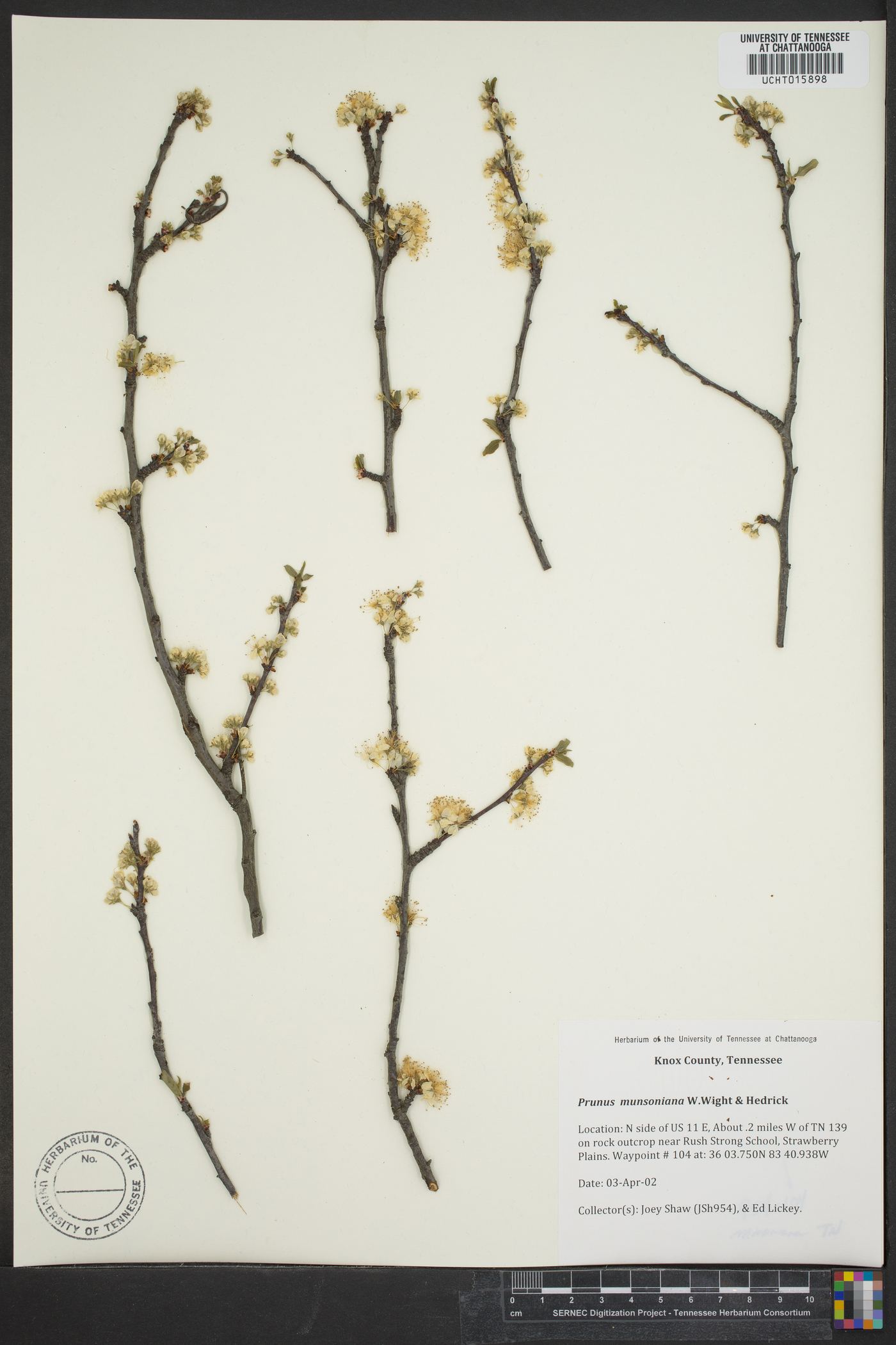 Prunus munsoniana image