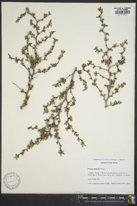 Prunus texana image