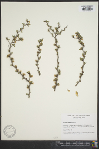 Prunus texana image