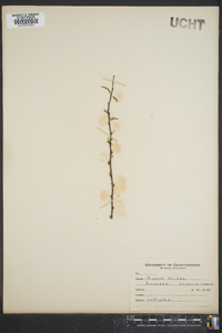Prunus triloba image