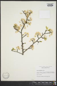 Prunus umbellata image