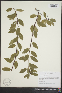 Prunus umbellata image