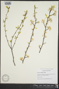 Prunus umbellata image