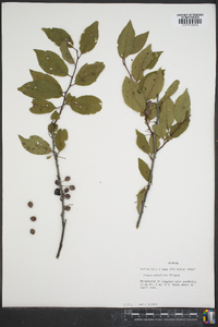 Prunus umbellata image