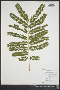 Albizia julibrissin image