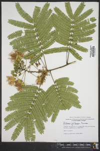 Albizia julibrissin image