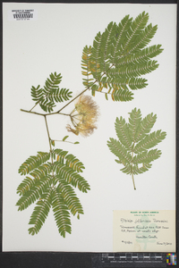 Albizia julibrissin image