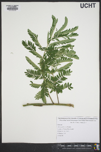 Albizia julibrissin image