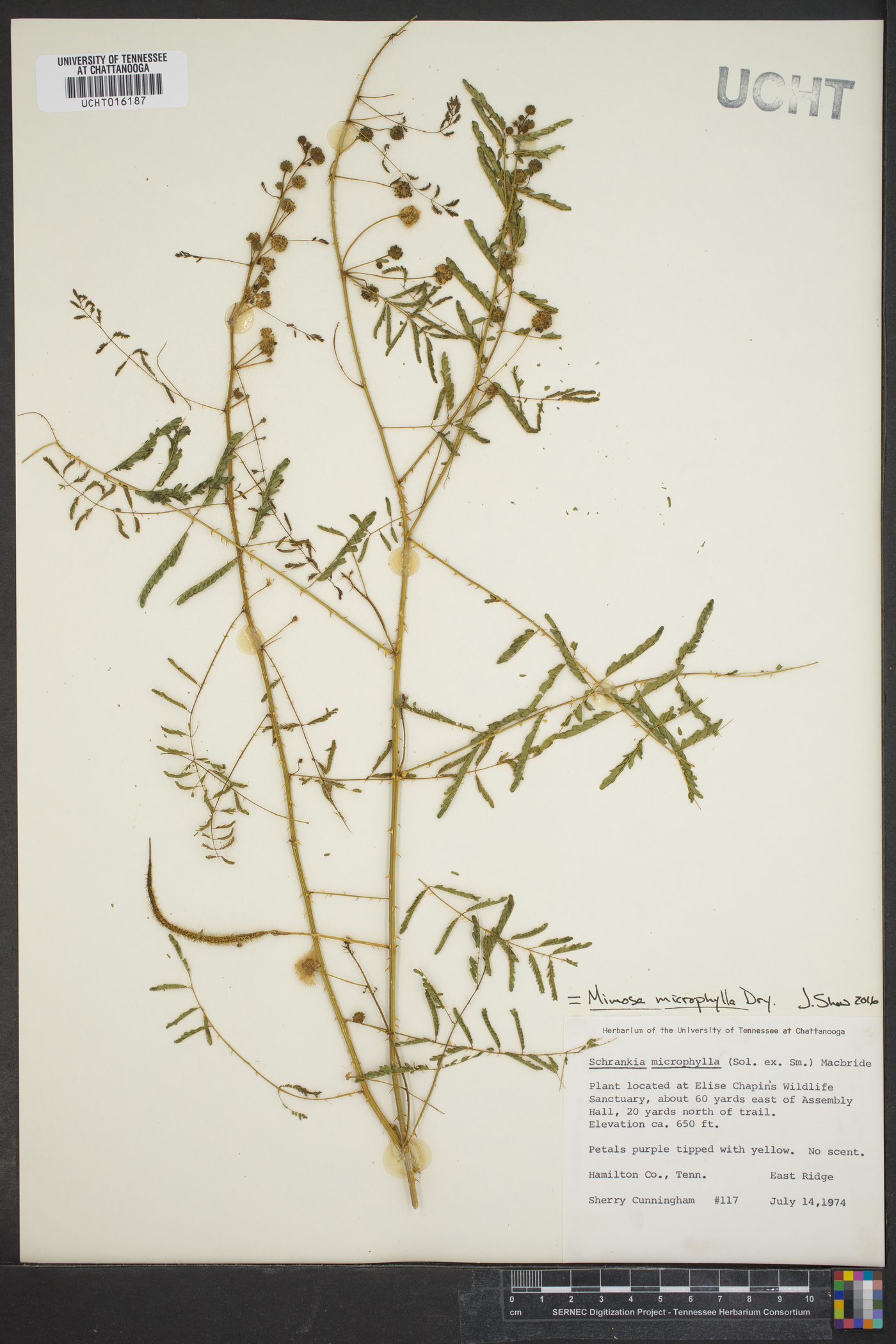 Mimosa microphylla image