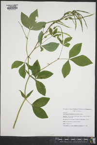 Thermopsis fraxinifolia image