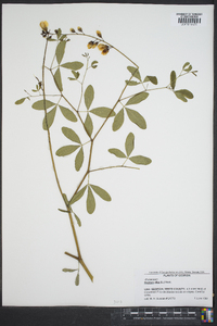 Baptisia alba image