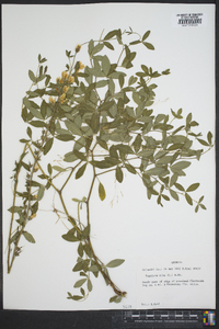 Baptisia alba image