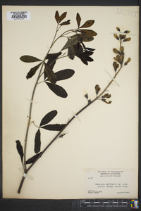 Baptisia australis image