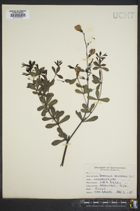 Baptisia australis image