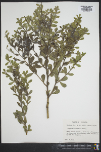 Baptisia hirsuta image