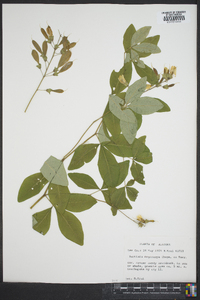 Baptisia megacarpa image