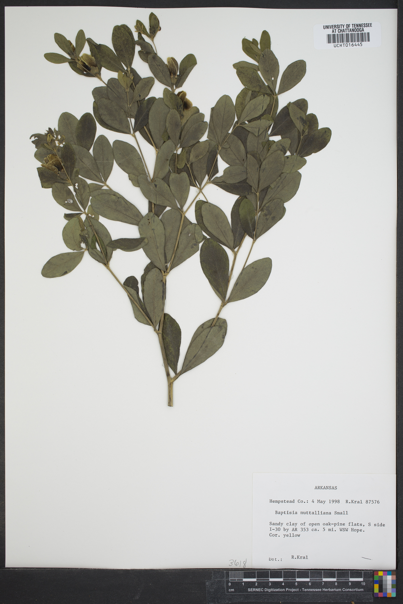 Baptisia nuttalliana image