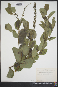 Baptisia simplicifolia image