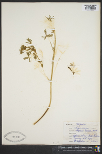 Lupinus bicolor image