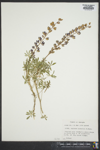 Lupinus nuttallii image