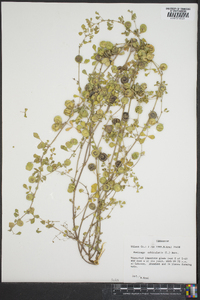 Medicago orbicularis image