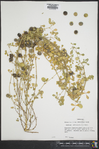 Medicago orbicularis image