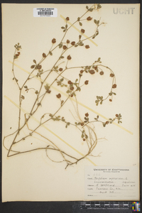 Trifolium aureum image