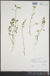 Trifolium dubium image