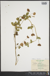 Trifolium hybridum image