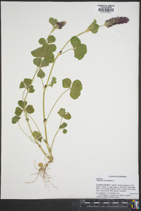 Trifolium incarnatum image