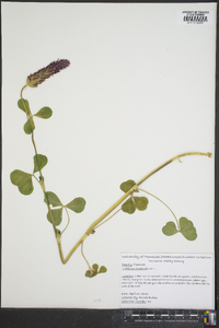 Trifolium incarnatum image