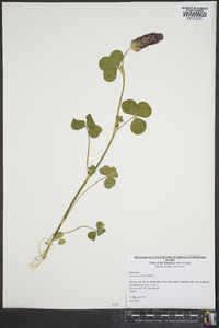 Trifolium incarnatum image