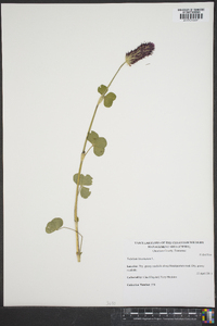 Trifolium incarnatum image