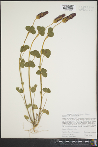 Trifolium incarnatum image