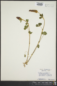 Trifolium incarnatum image